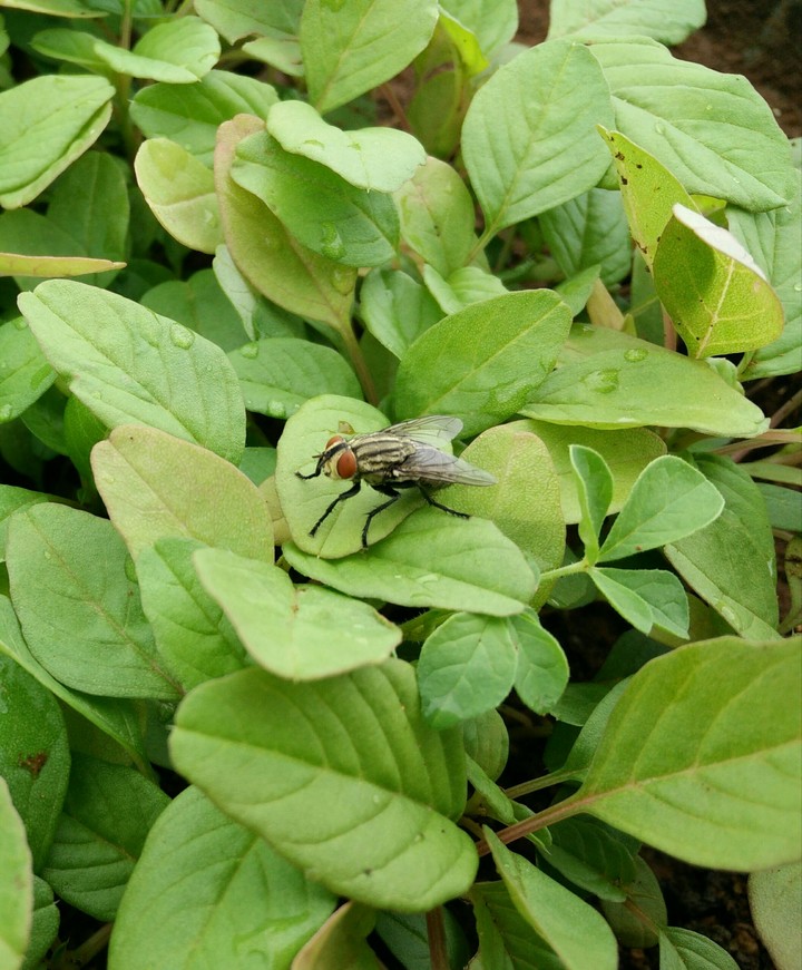leaf