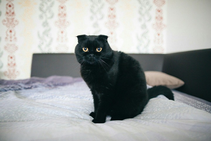 black cat/kara kedi