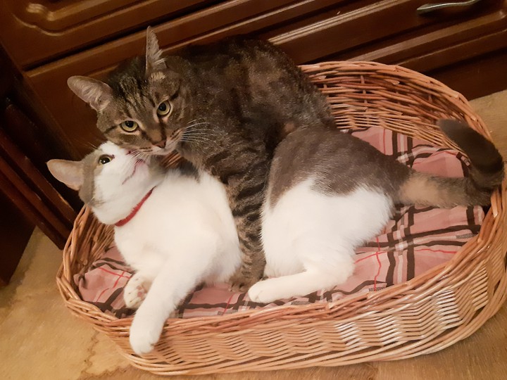 Cats