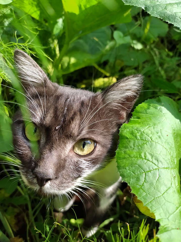 кот