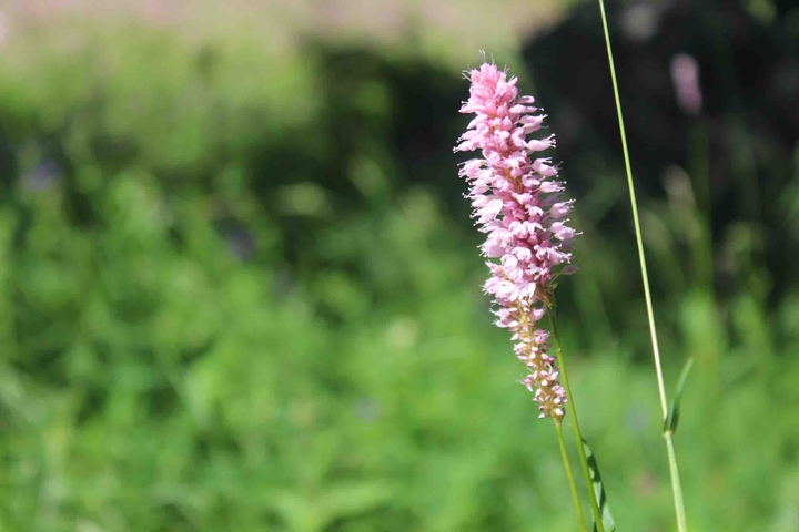 Fiore