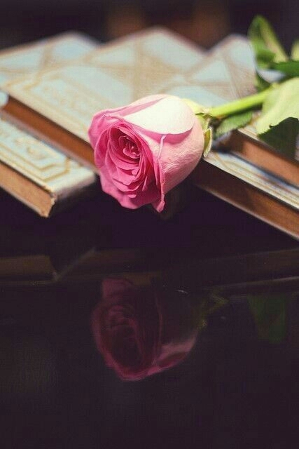 a rose ..
