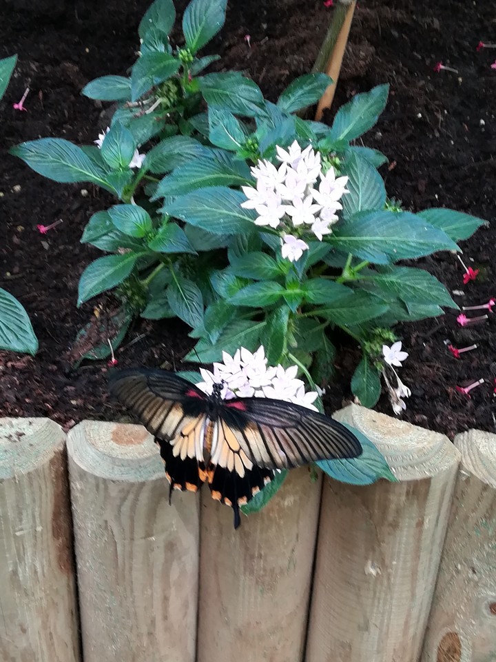 butterfly
