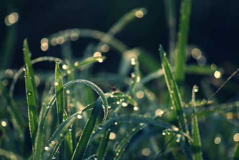 tapety twinkle, waterdrops