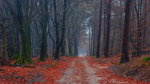 bosque rojo