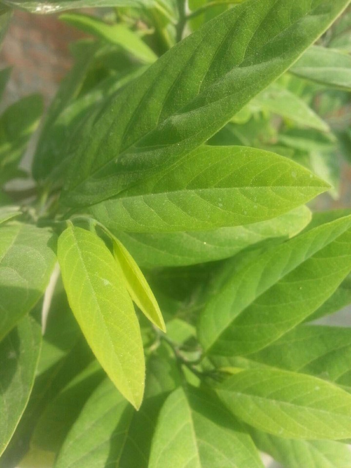 leaf