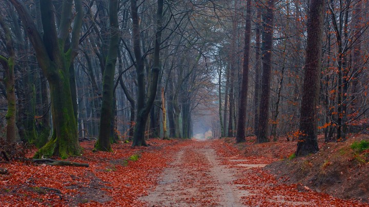 bosque rojo
