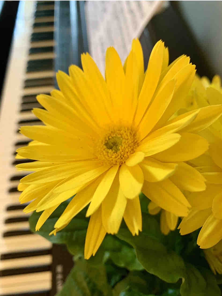 Yellow music✨