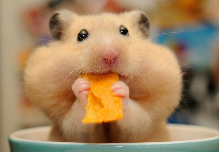 cutee