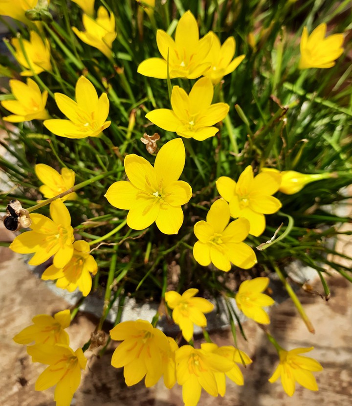 Rain lilies