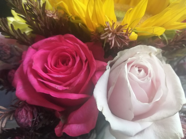 Roses
