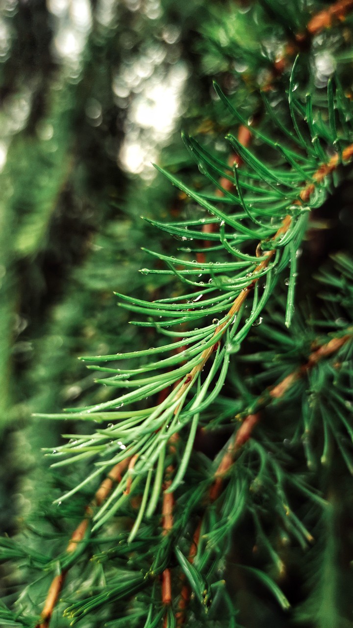 Raindrops on fir needles