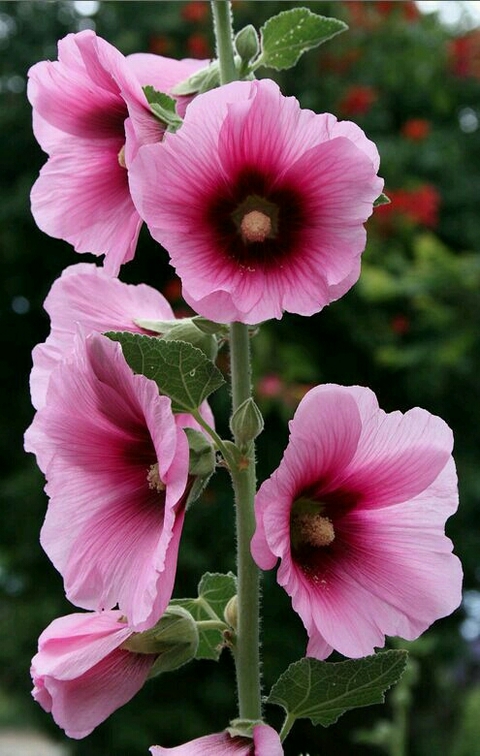 flores