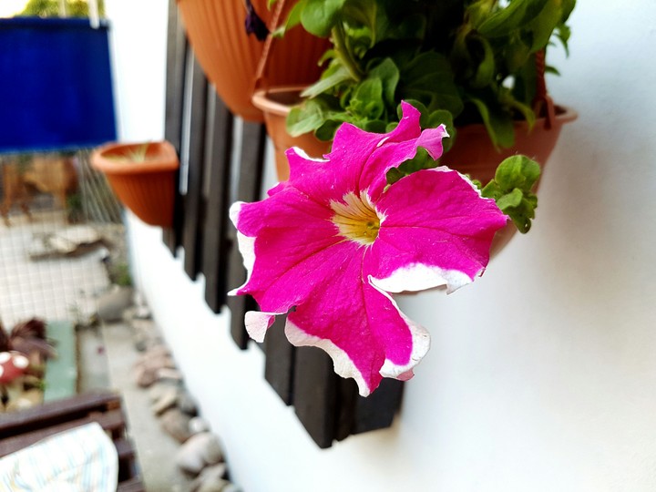 flower