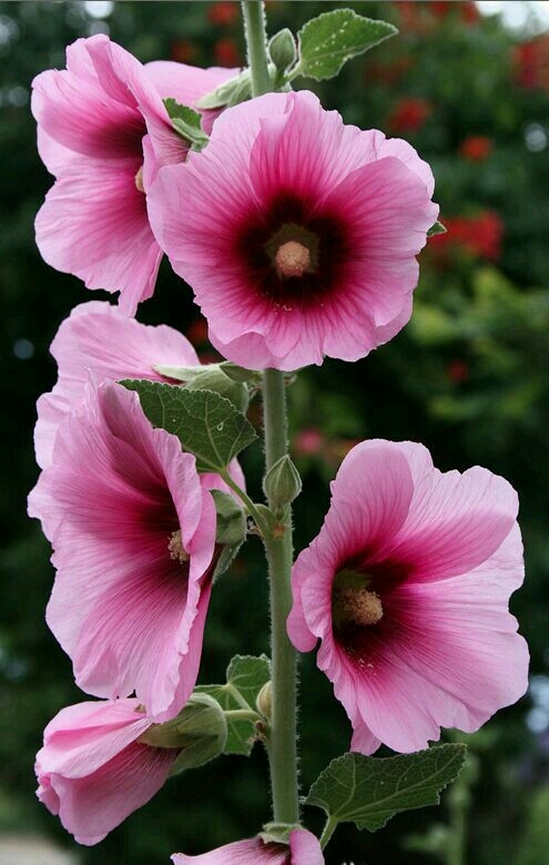flores