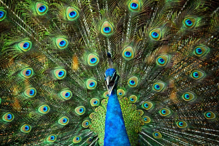 The beauty