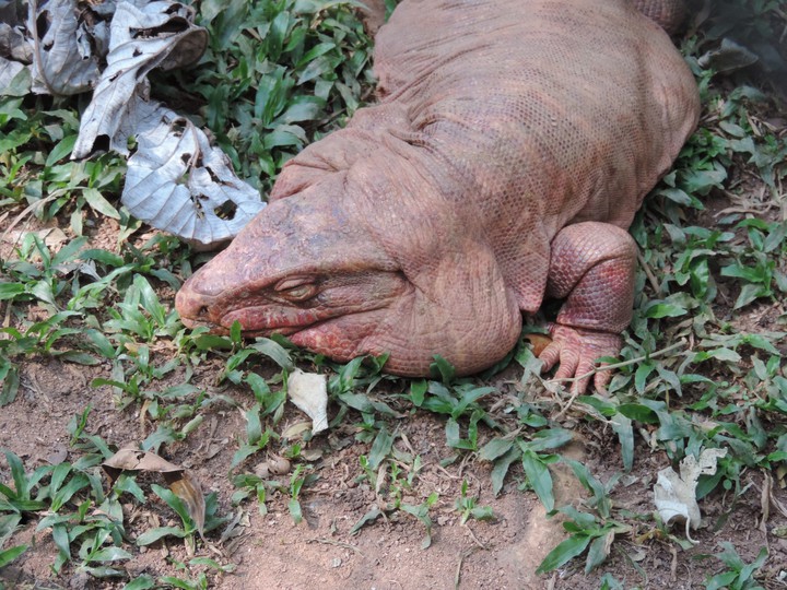 Teiú Lagarto