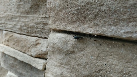 wall insect