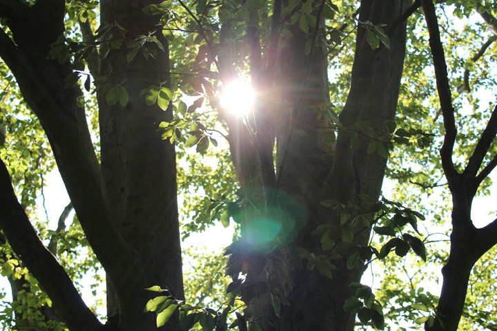 Suntree