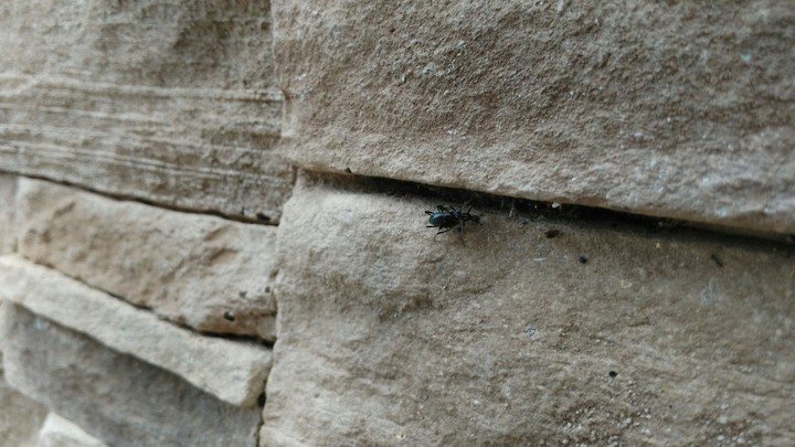 wall insect