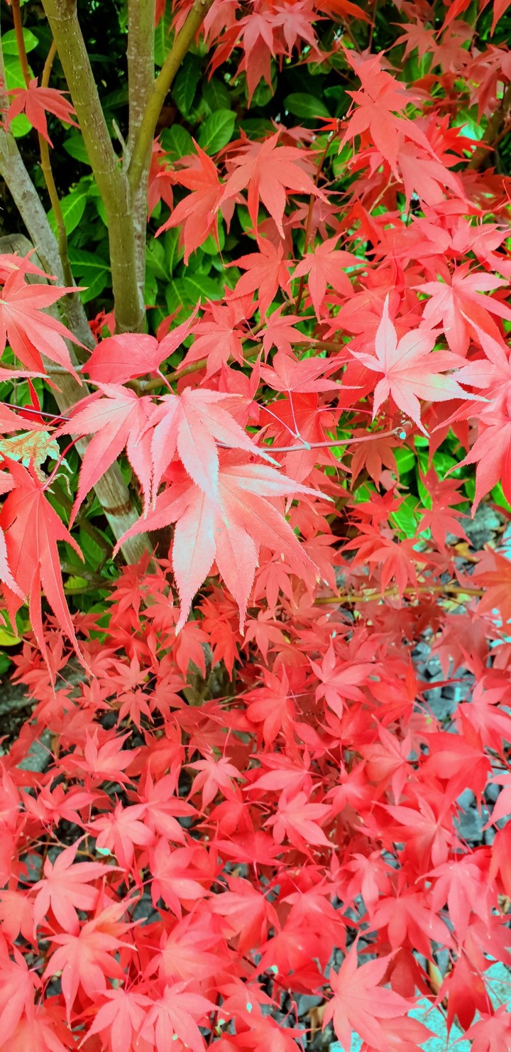 color