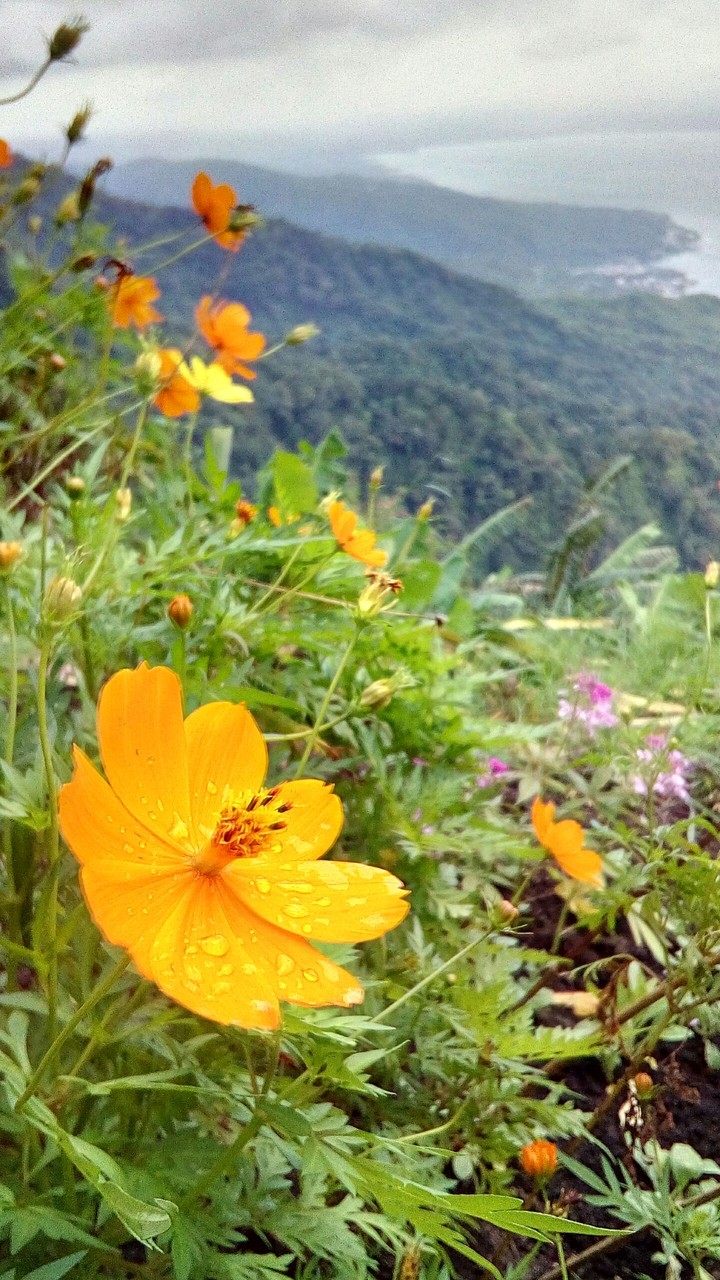 Flowers