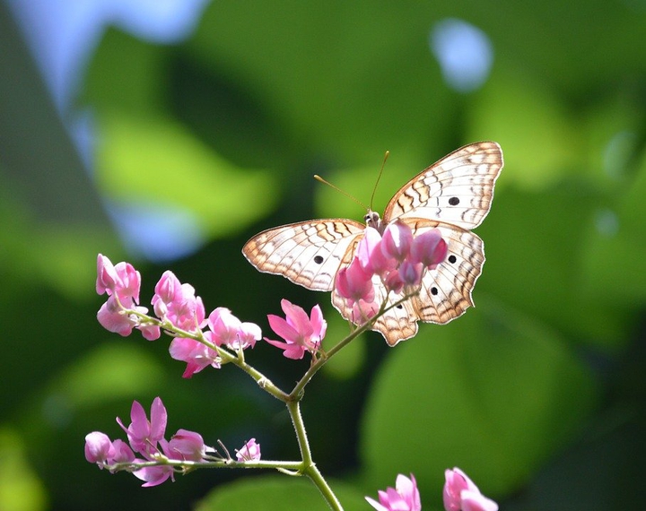 Very pretty butterfly)
