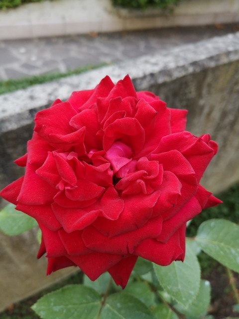 Beautiful rose