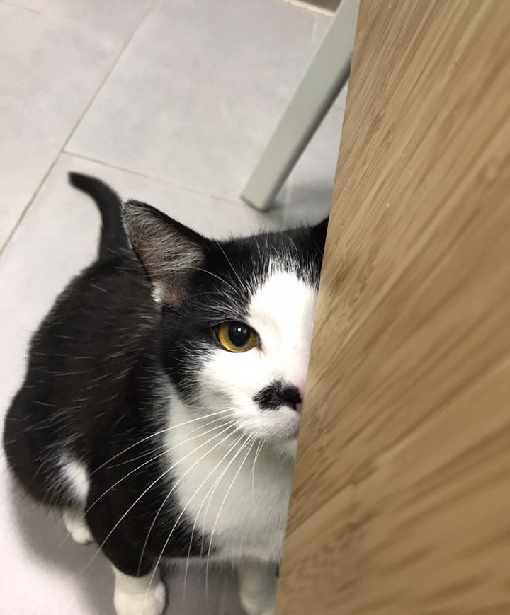 cat