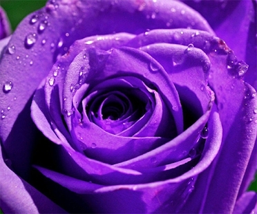 Purple Rose