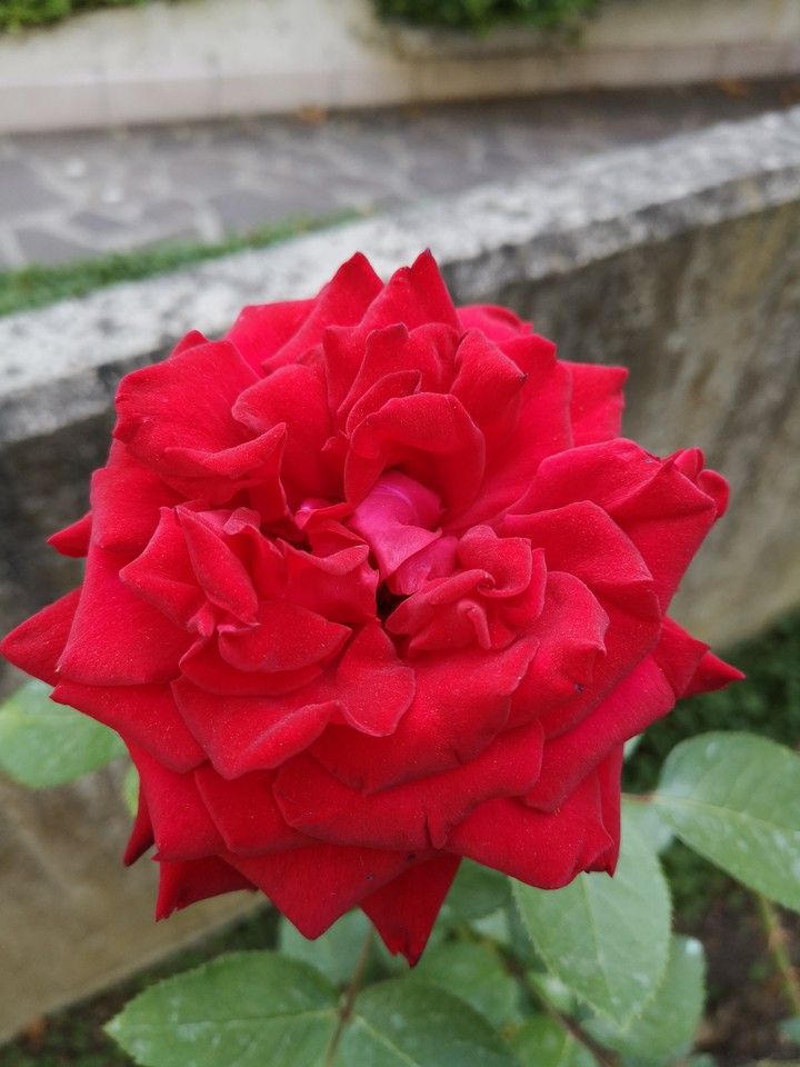 Beautiful rose