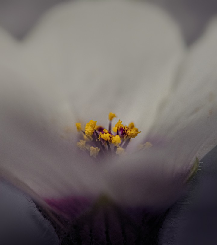 Mobile photography