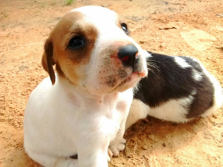 animais