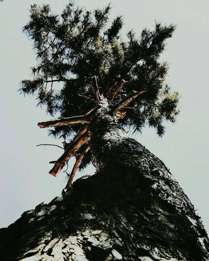 tree