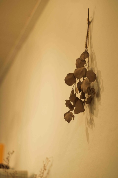 dryflower