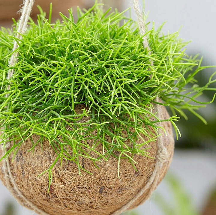 Succulent