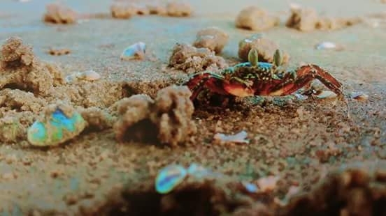 crab