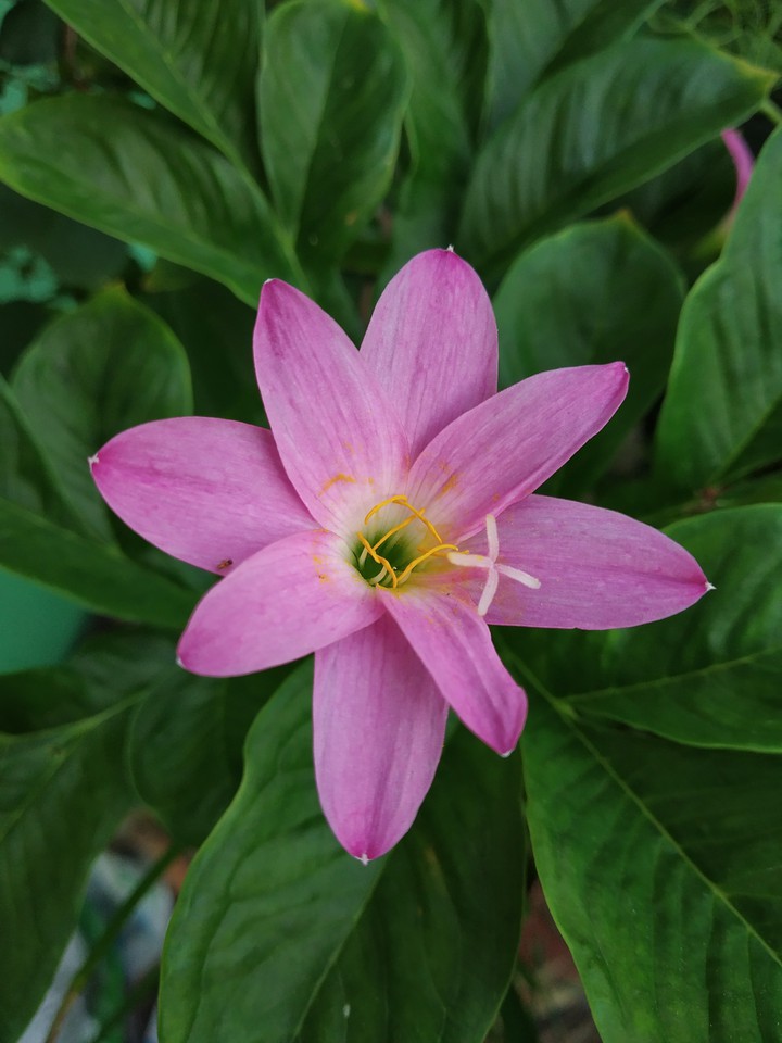 Pink Flower