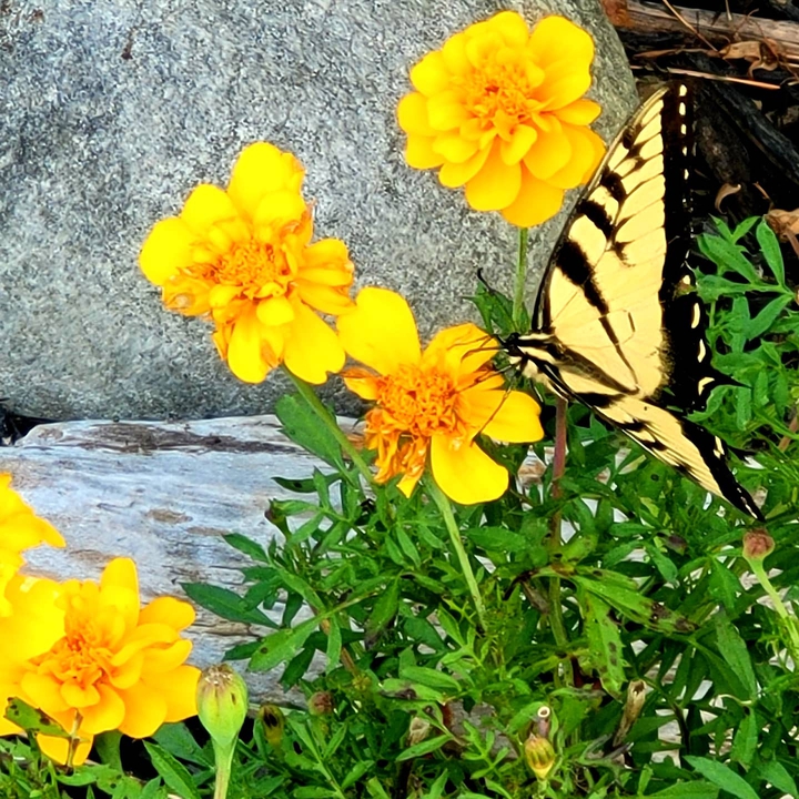 yellow swallowtail