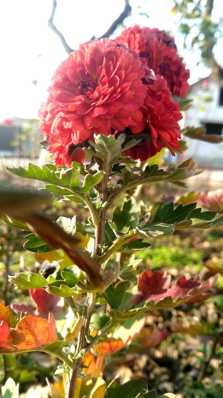 flower