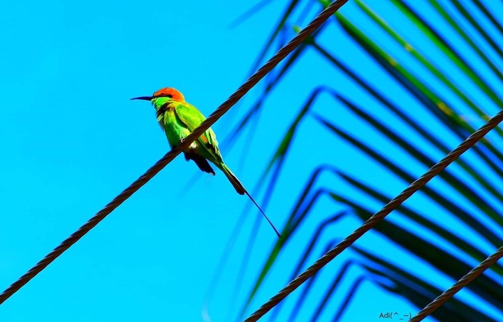 bird