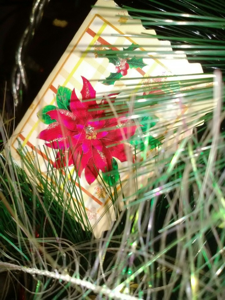 christmas flower