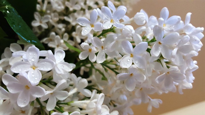 white lilac