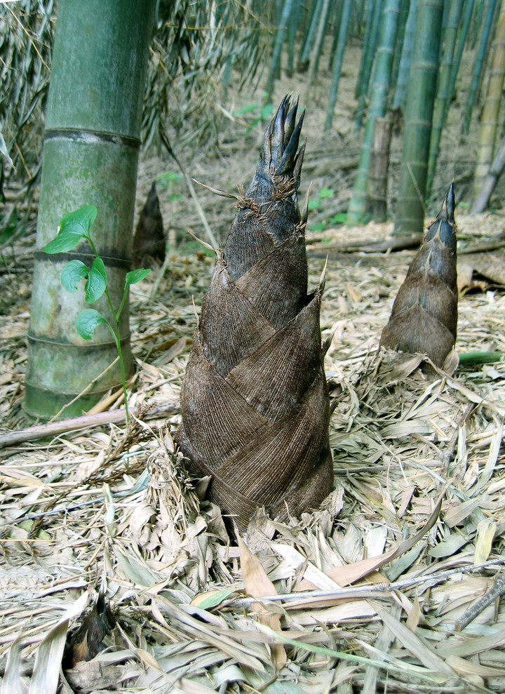 Plant