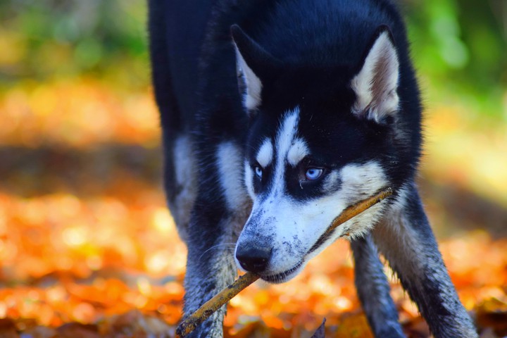 dog