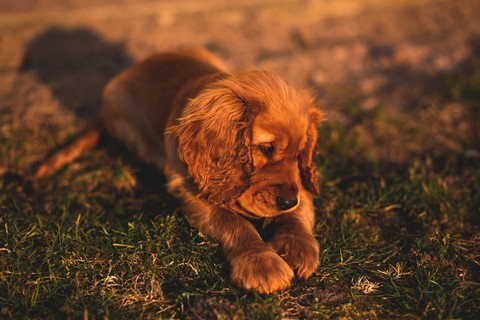 Hund