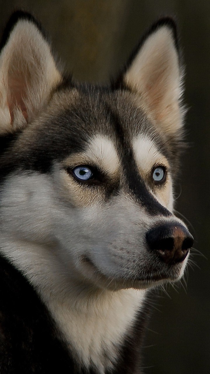 Husky