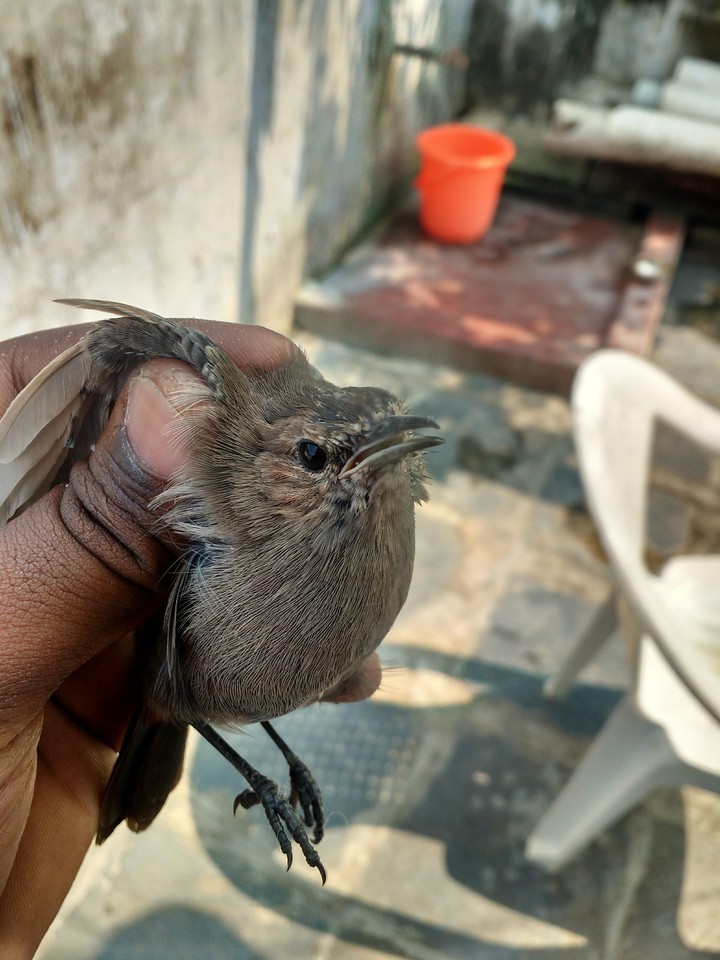 bird