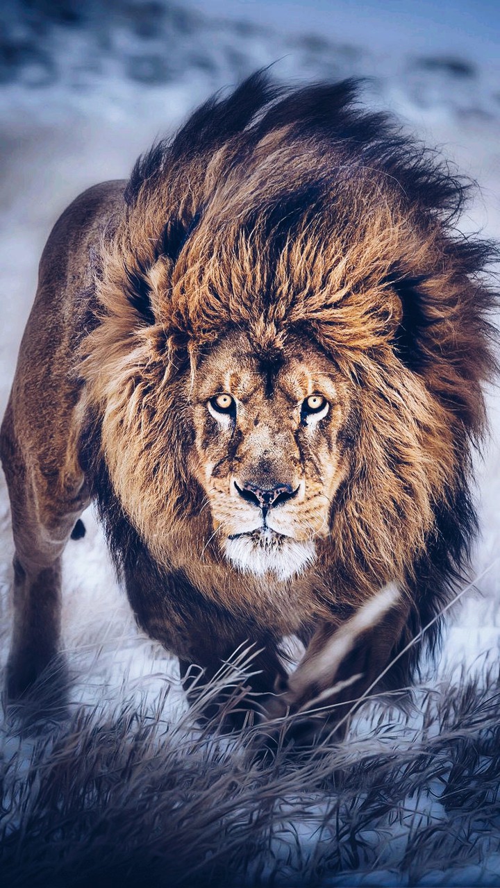 lion