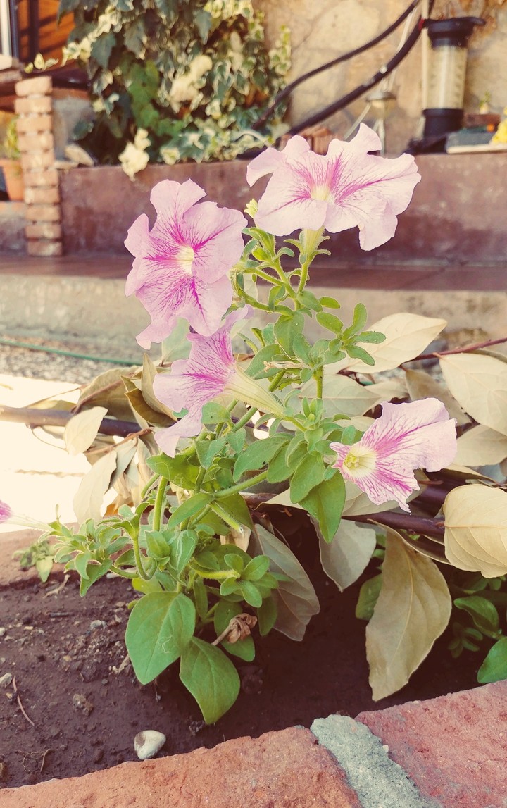 flower